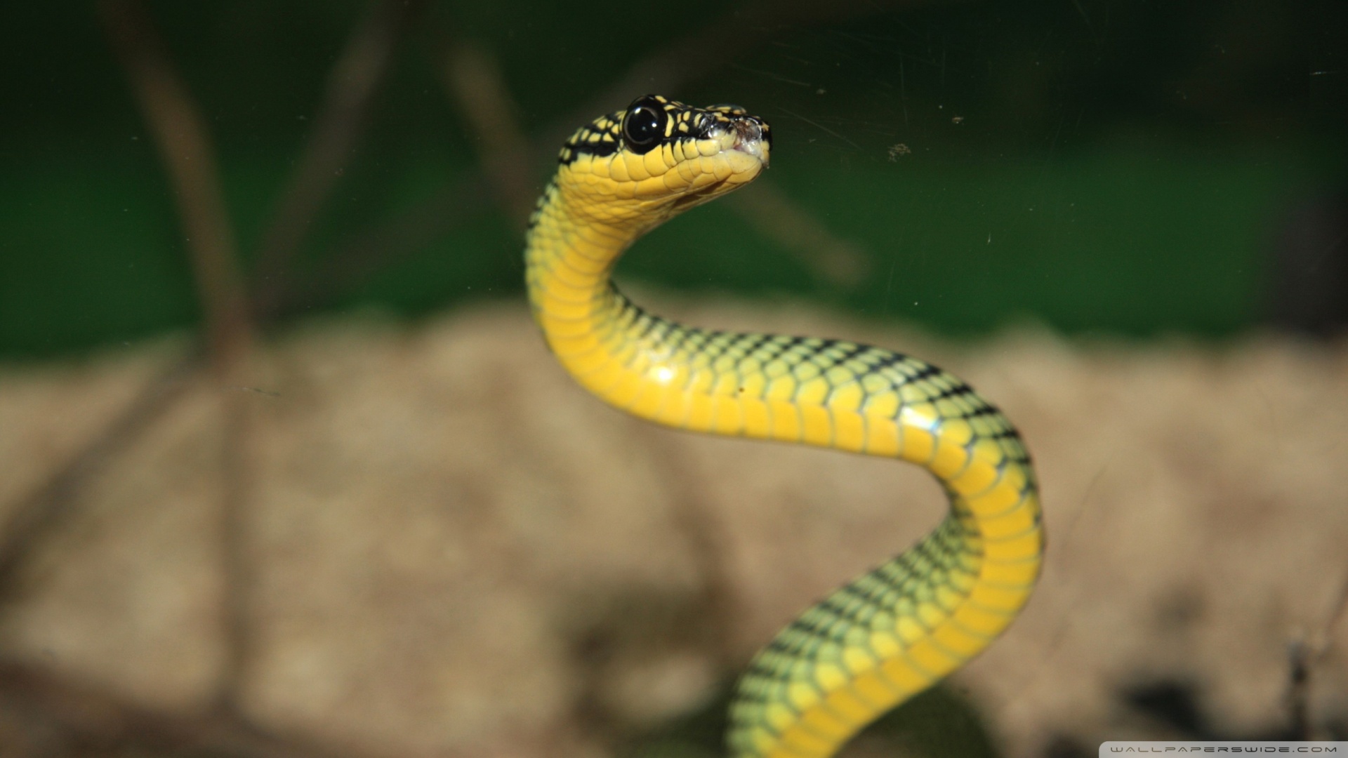 Green And Yellow Snake Wallpaper