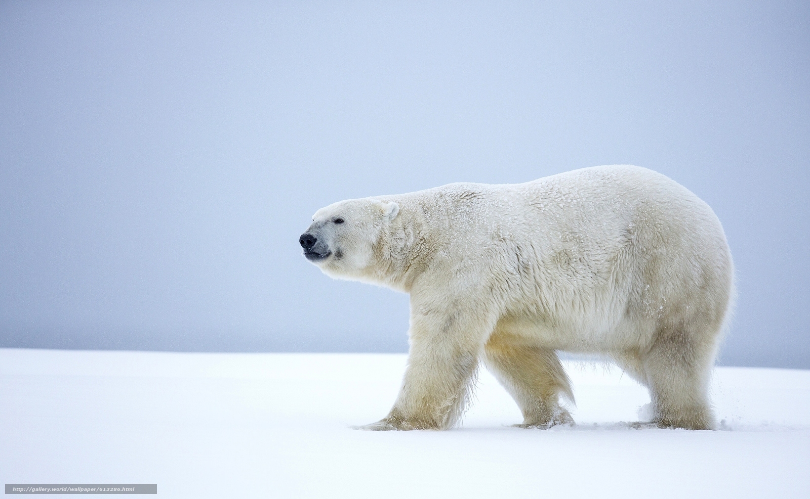 Wallpaper Polar Bear Alaska Desktop
