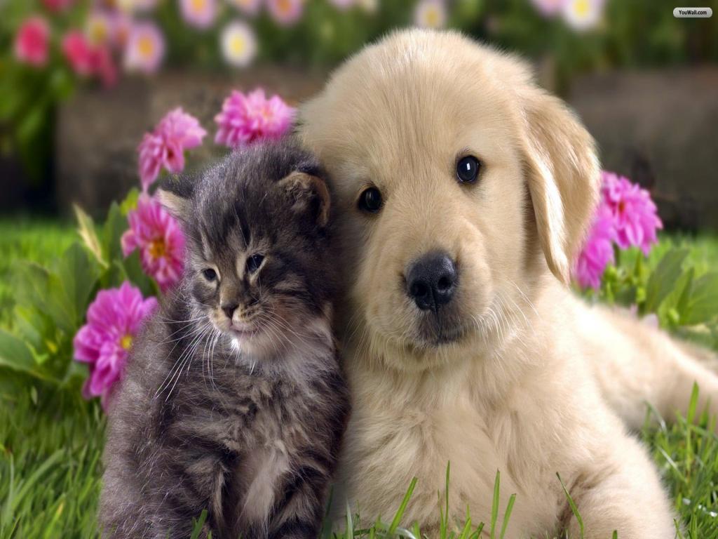 HD Cat And Dog Wallpaper Animal Desktop