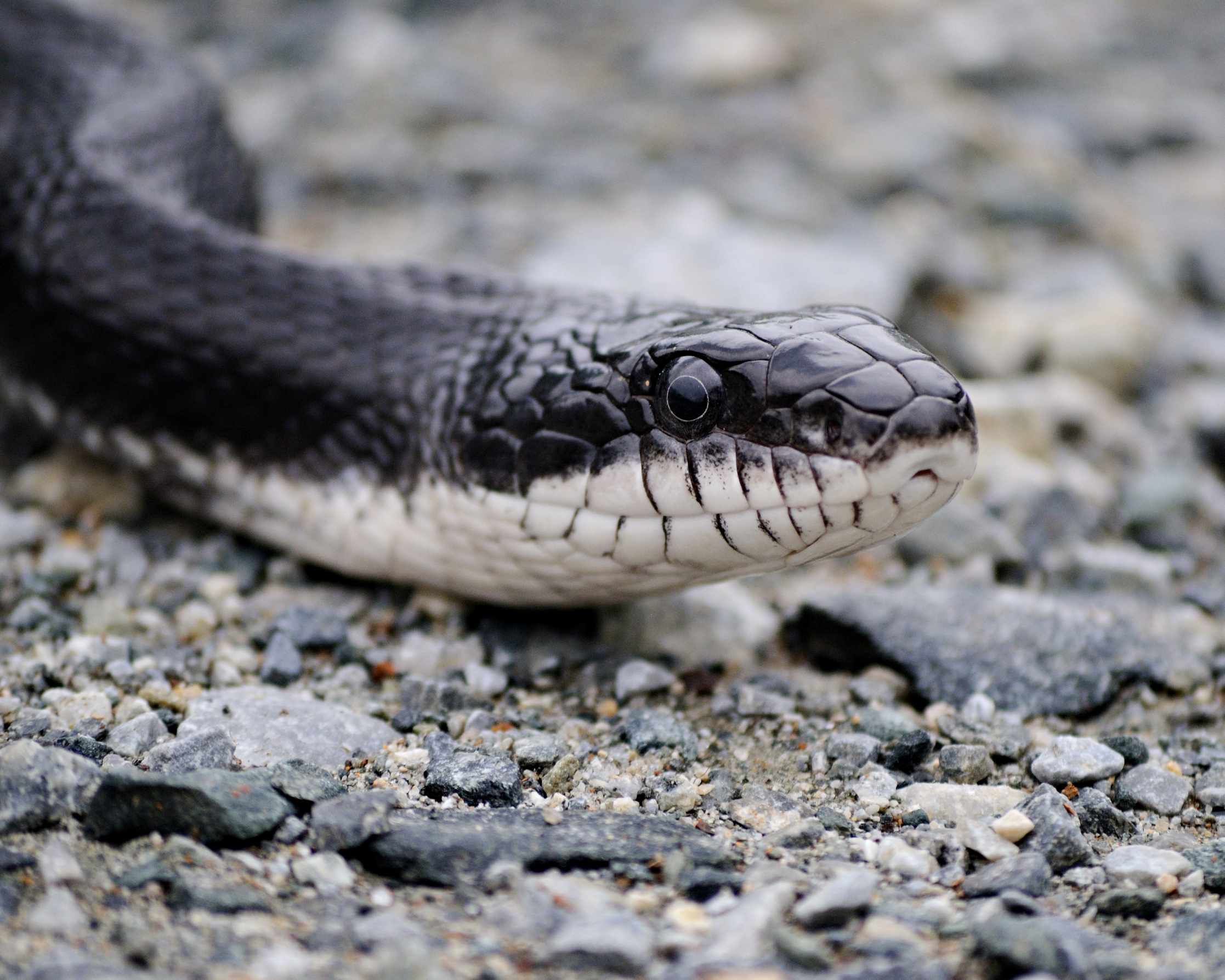 Black Rat Snake Calypso Photography