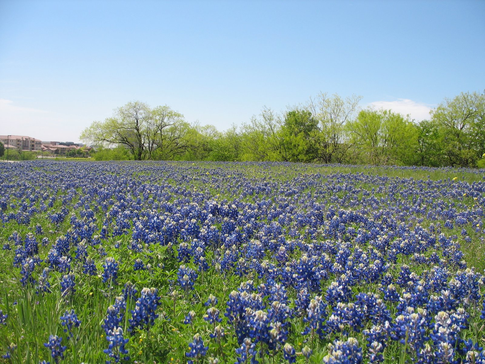 1600 x 1212 534 kB jpeg Bluebonnets Texas Hill Country