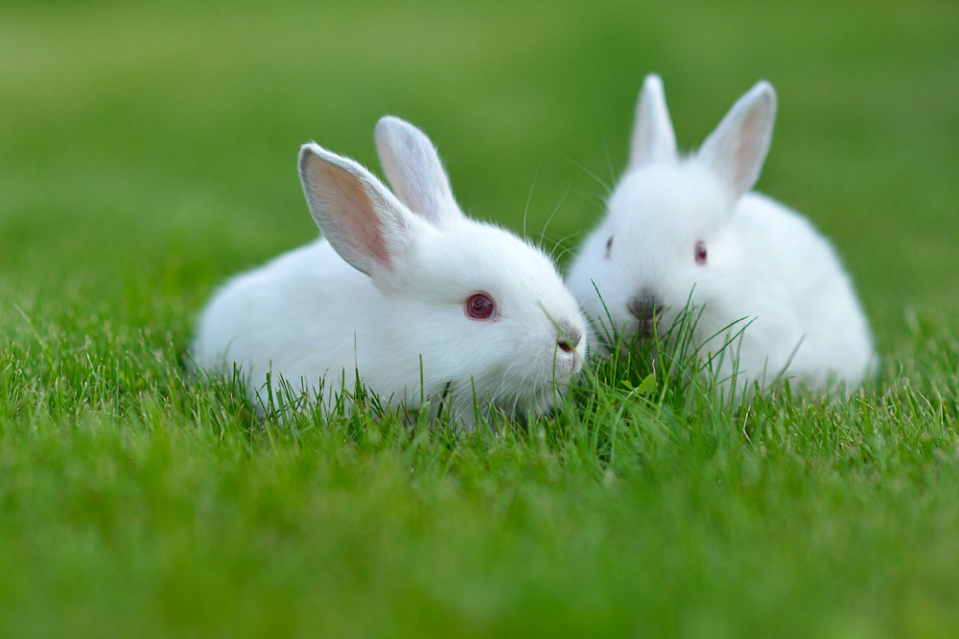 Lovely Best Rabbit Wallpaper Image Photos And Pictures
