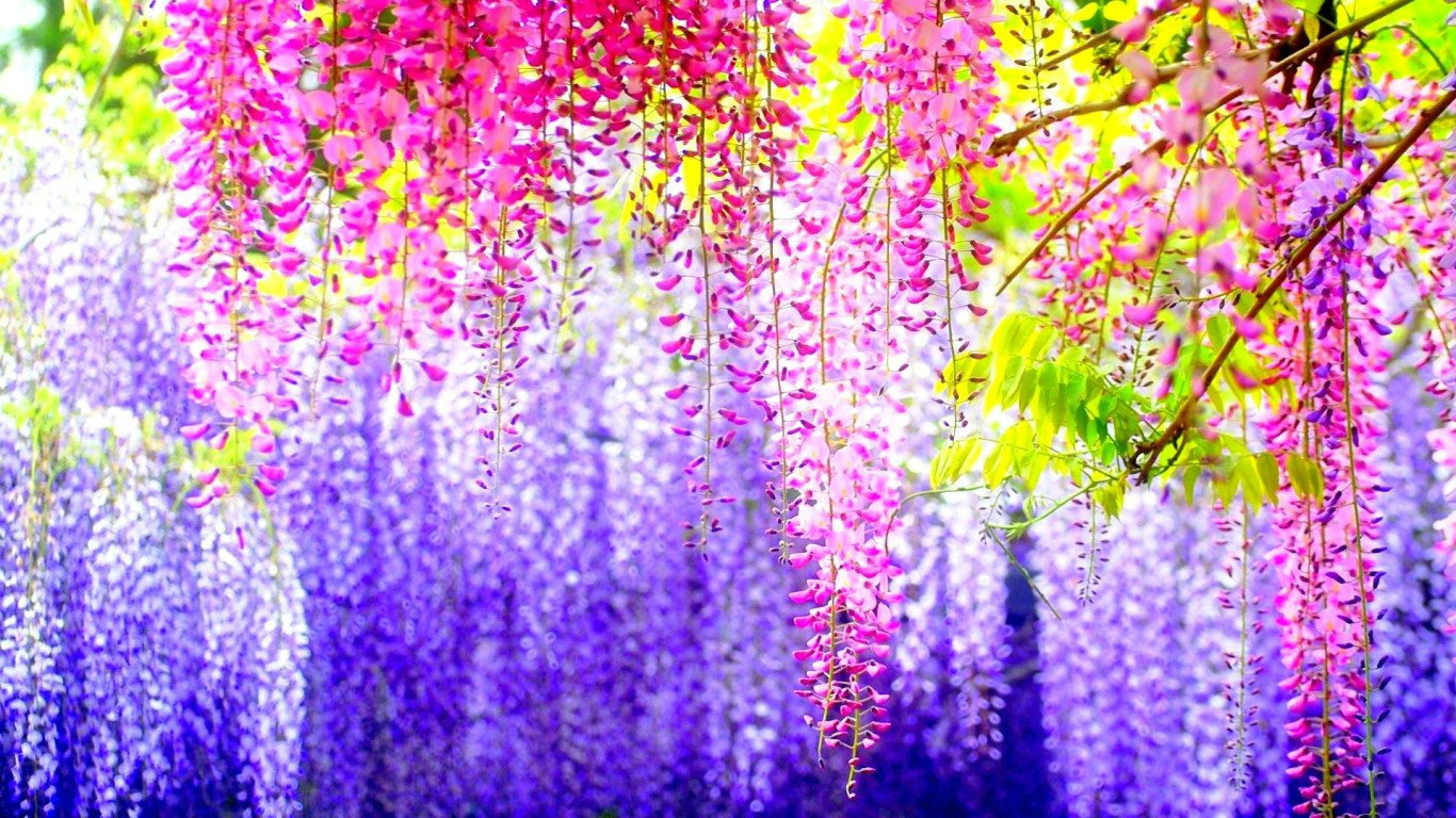 Most Beautiful Colorful Flowers Wallpaper Nature Wallpaper Most