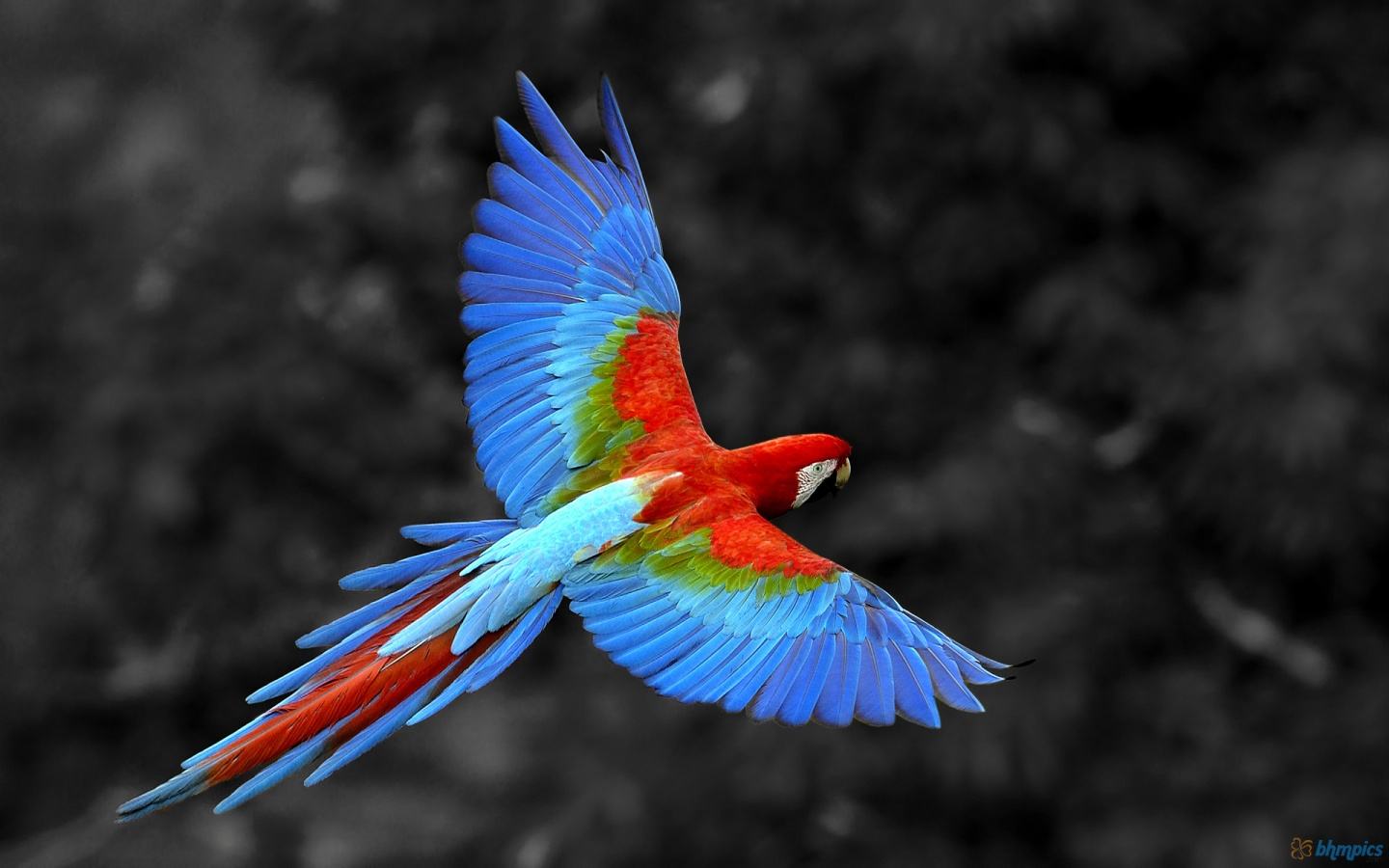 Pretty Parrot Live Wallpaper Android Animals