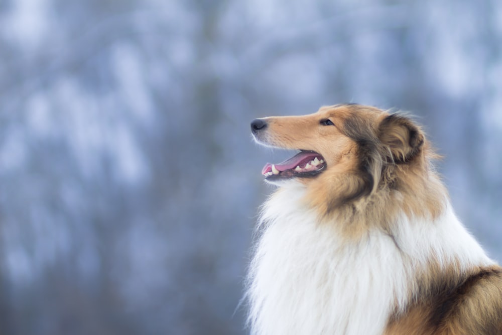 White Brown And Black Rough Collie Photo Gold Image