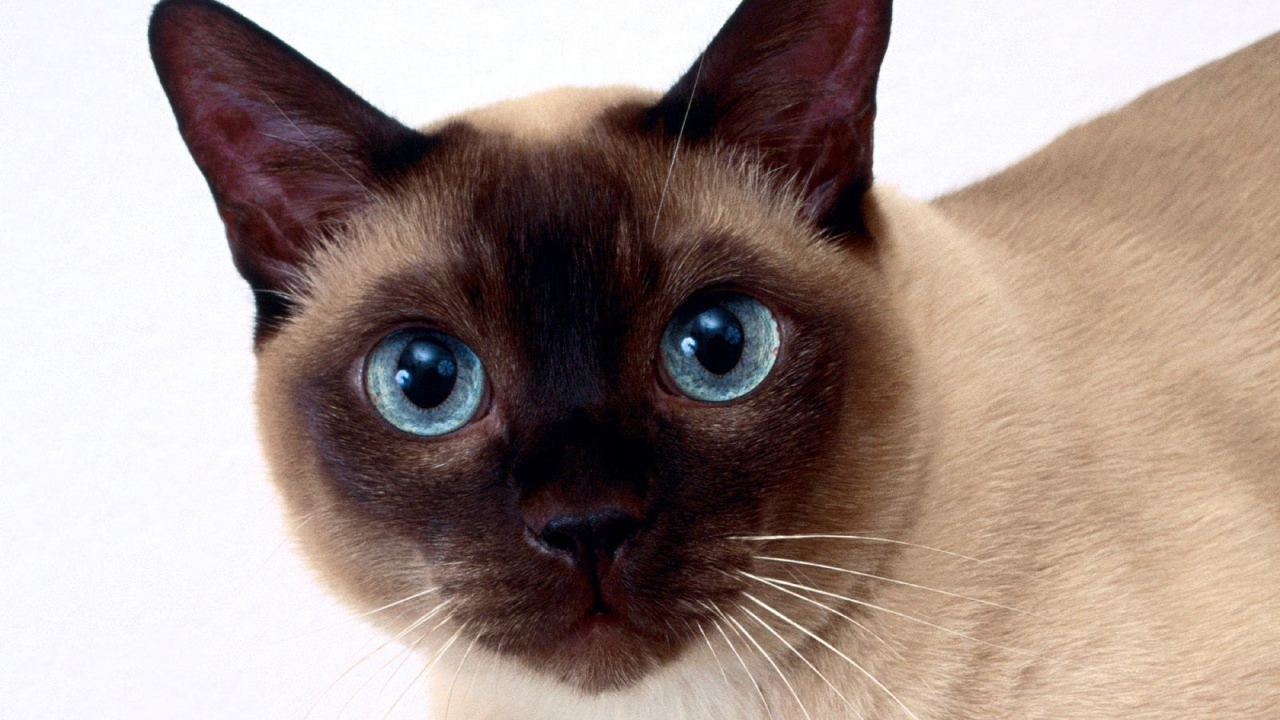 Beautiful Siamese Cat Closeup Cats Uploaded Content Masters