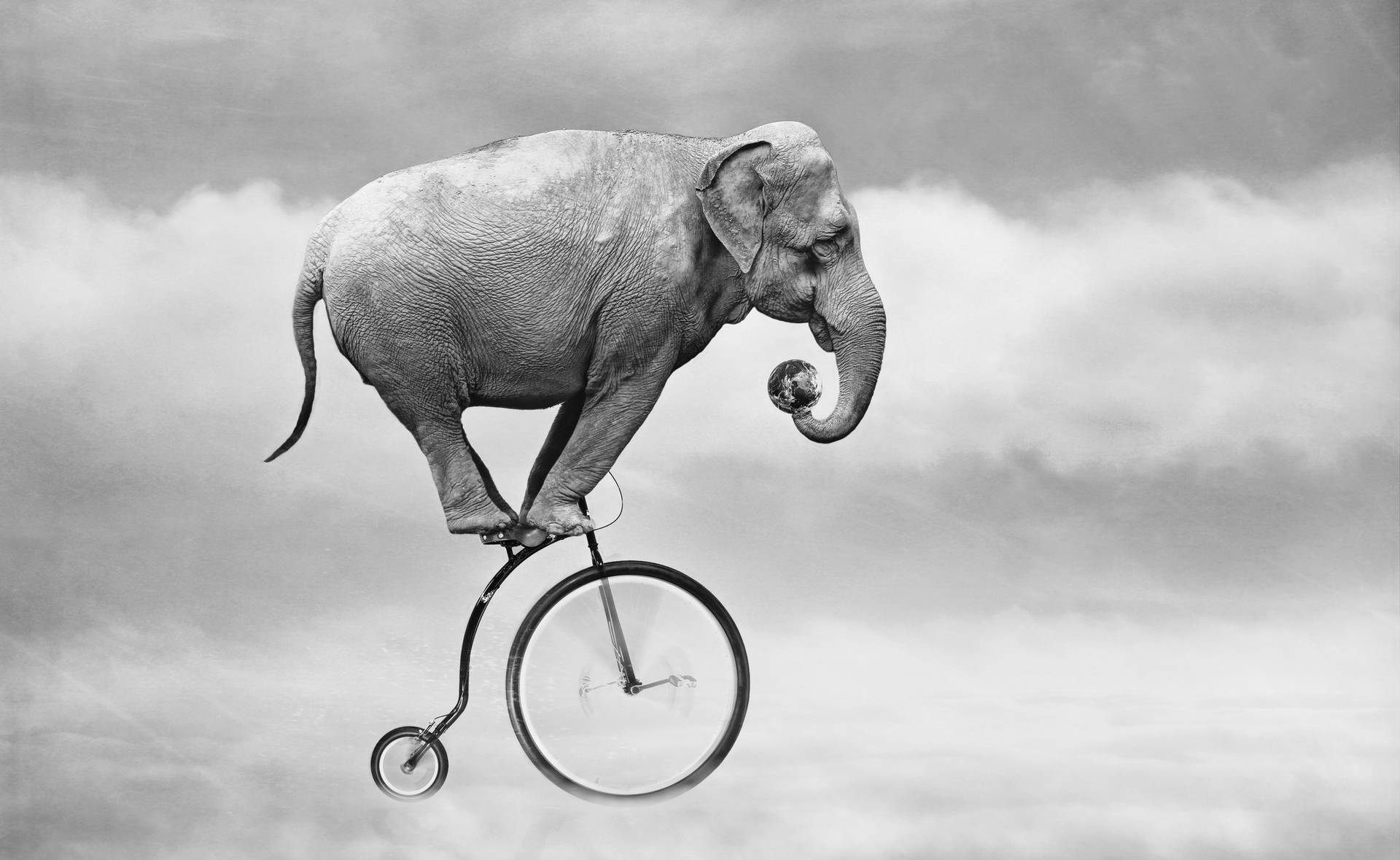 Top 4k Elephant Wallpaper Full HD To Use