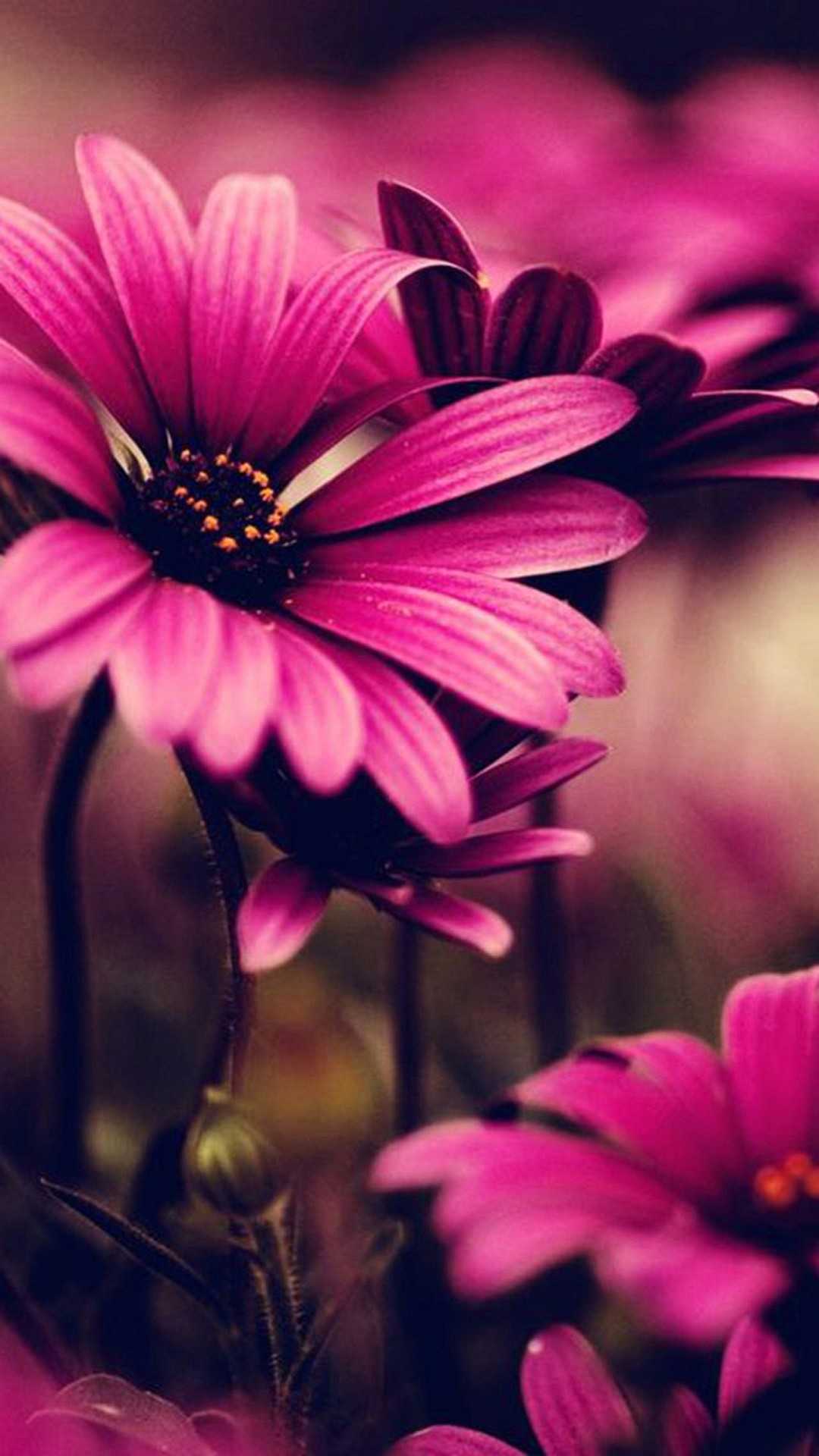Pink Flower iPhone Wallpaper On