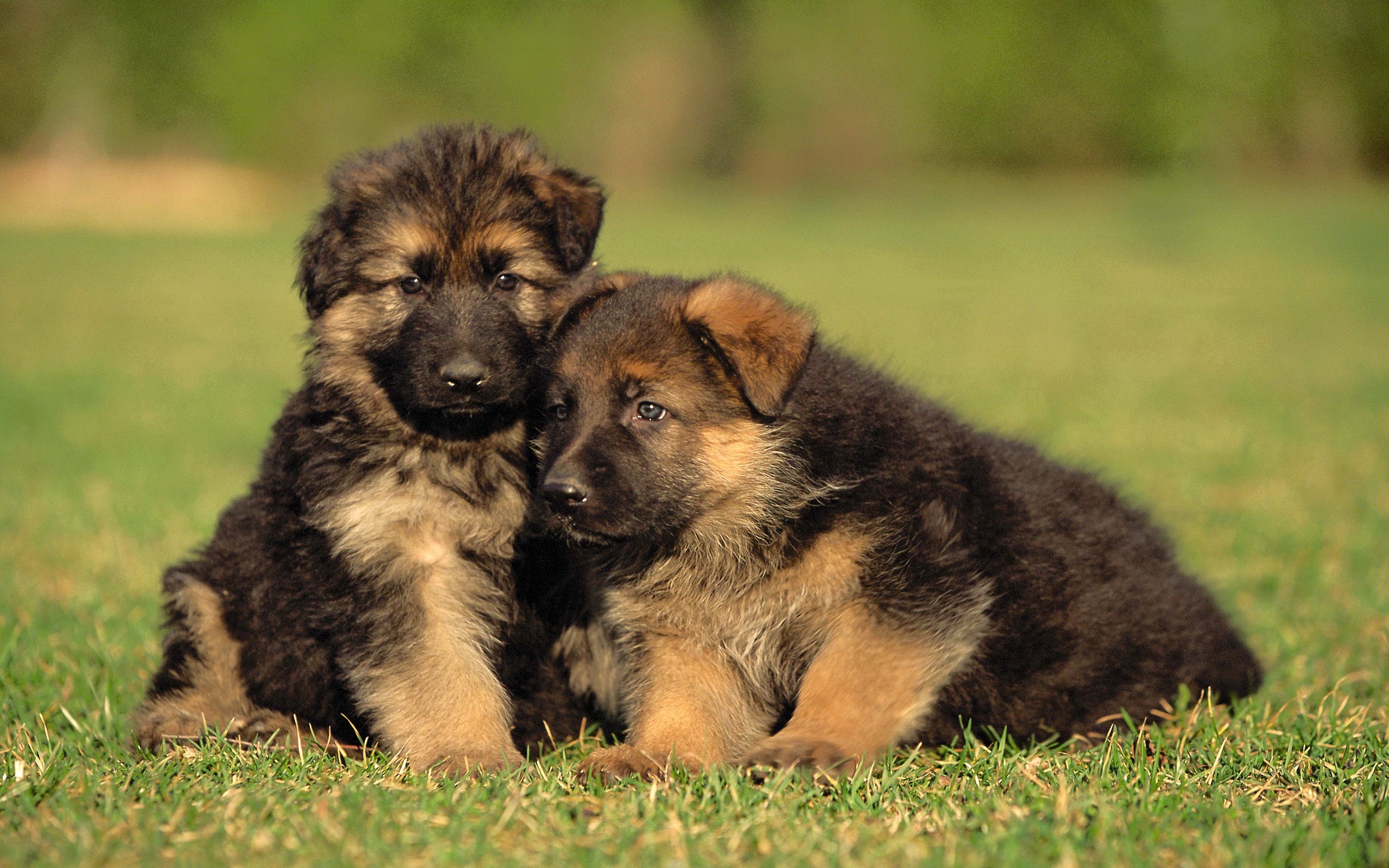 Adorable German Shepherd Puppies Wallpaper High Definition