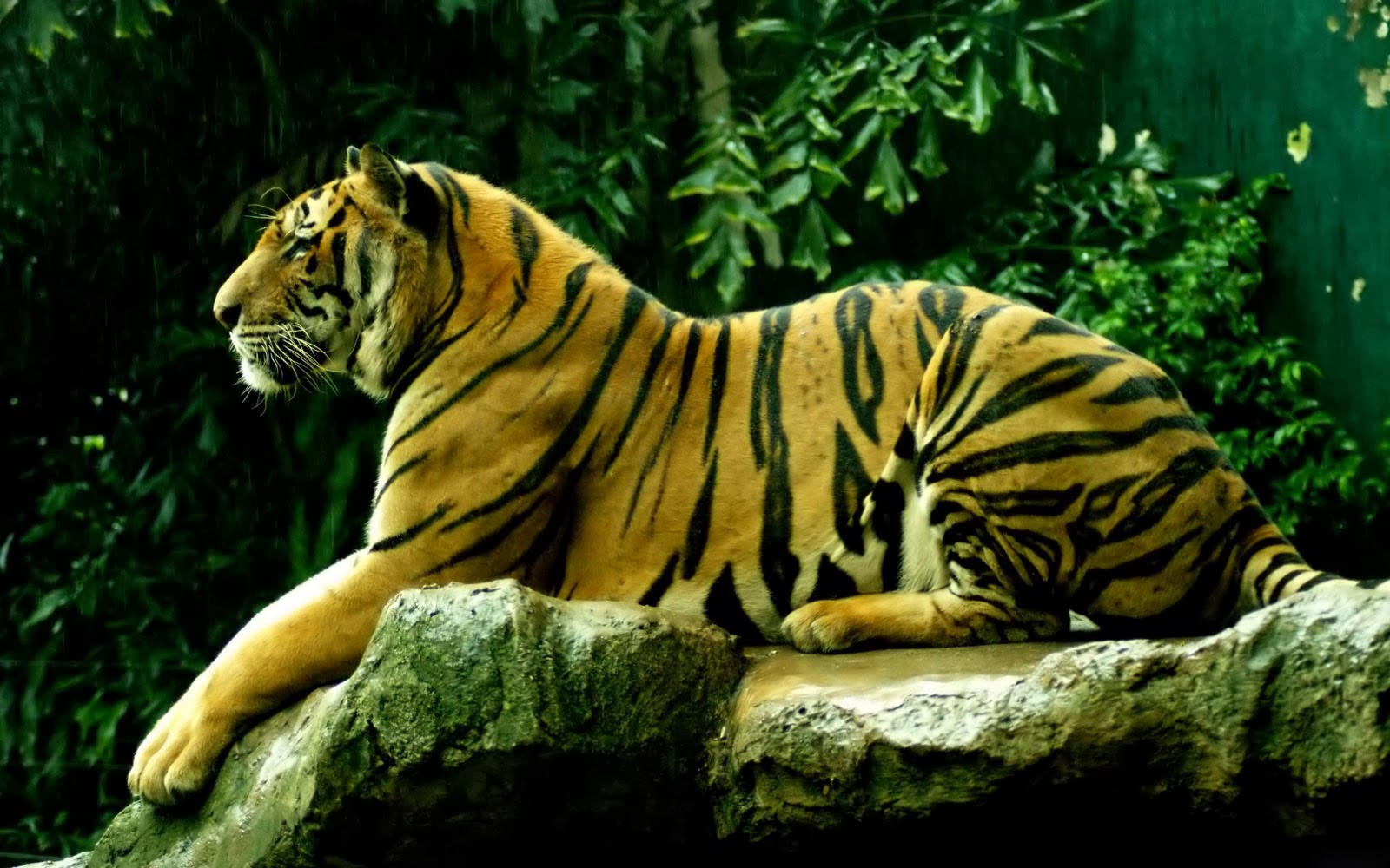 Clovisso Wallpaper Gallery Tiger Desktop