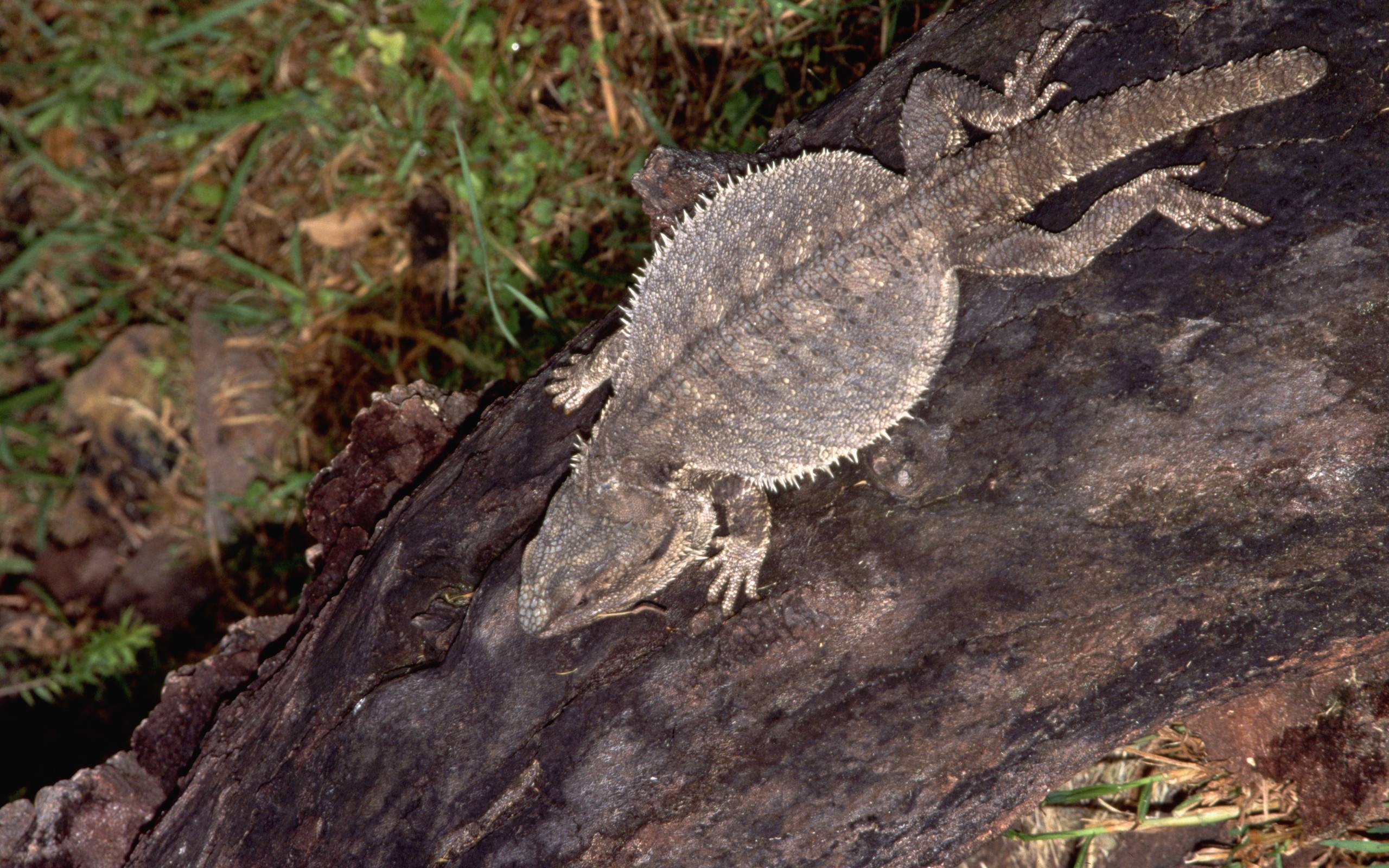 Bearded Dragon Computer Wallpaper Desktop Background