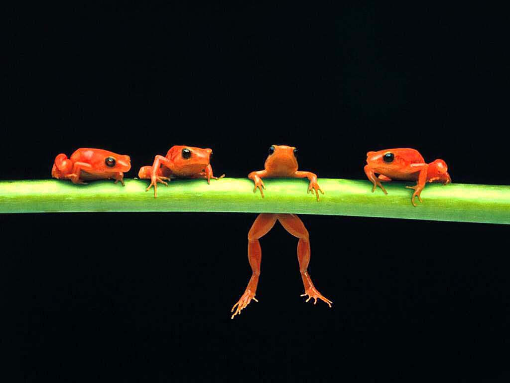 Frog Background HD Wallpaper Background