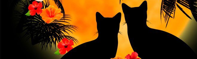 Desktop Nexus Wallpaper Black Cats Halloween