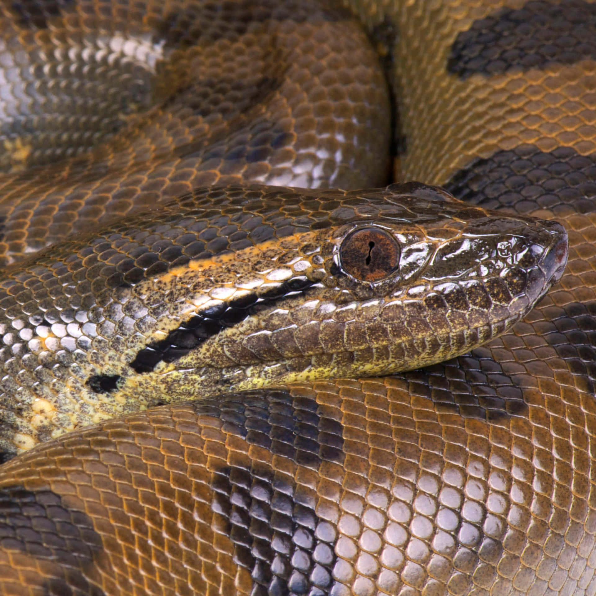 Close Up Anaconda Scalesand Head Wallpaper