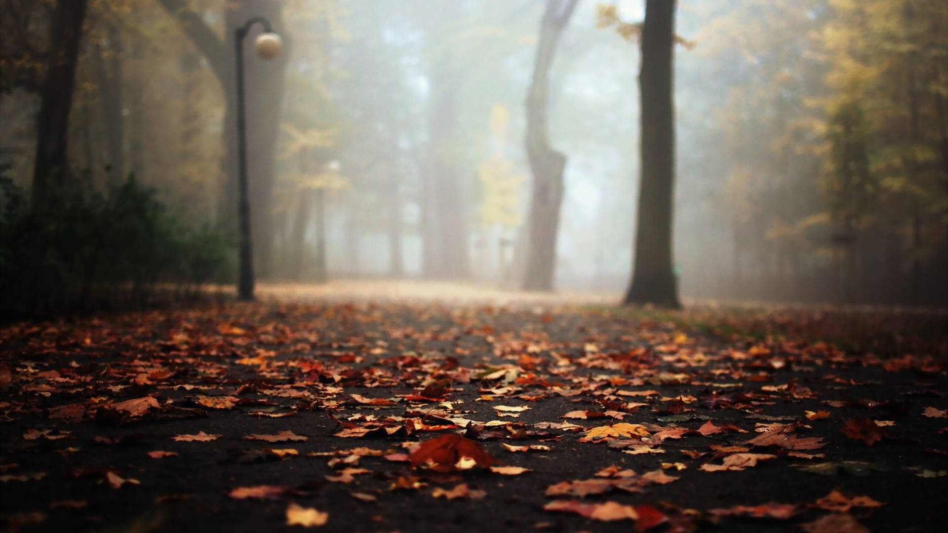 Fall Fog Wallpaper