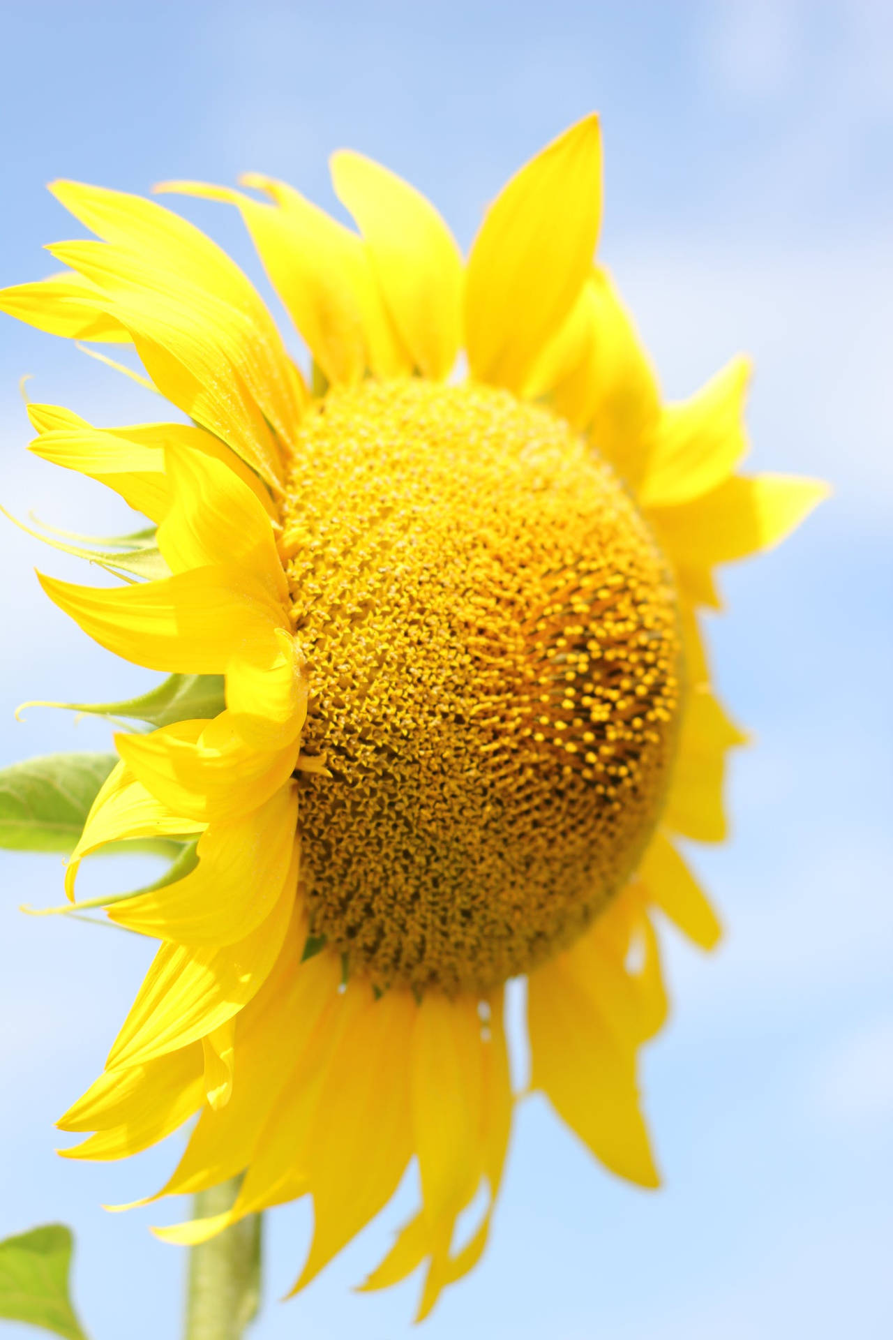 Flower Android Wallpaper