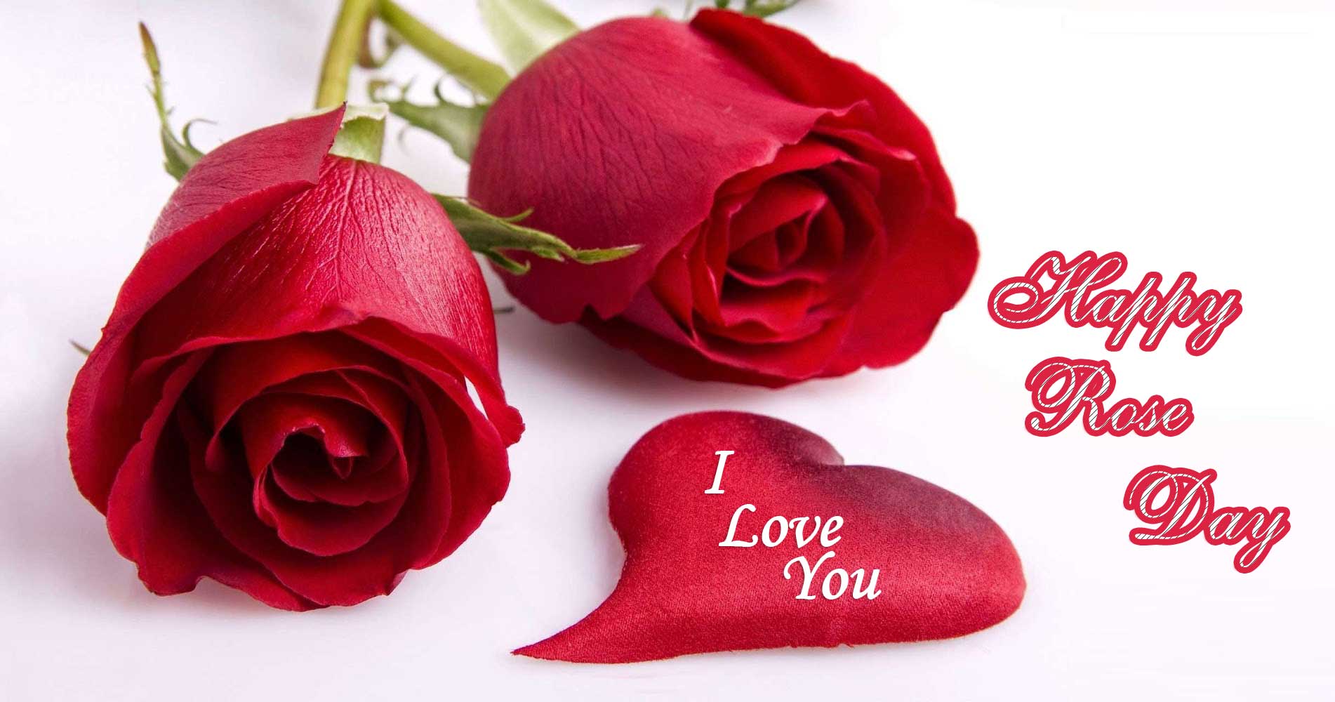 Happy Rose Day Image Greetings 7th February