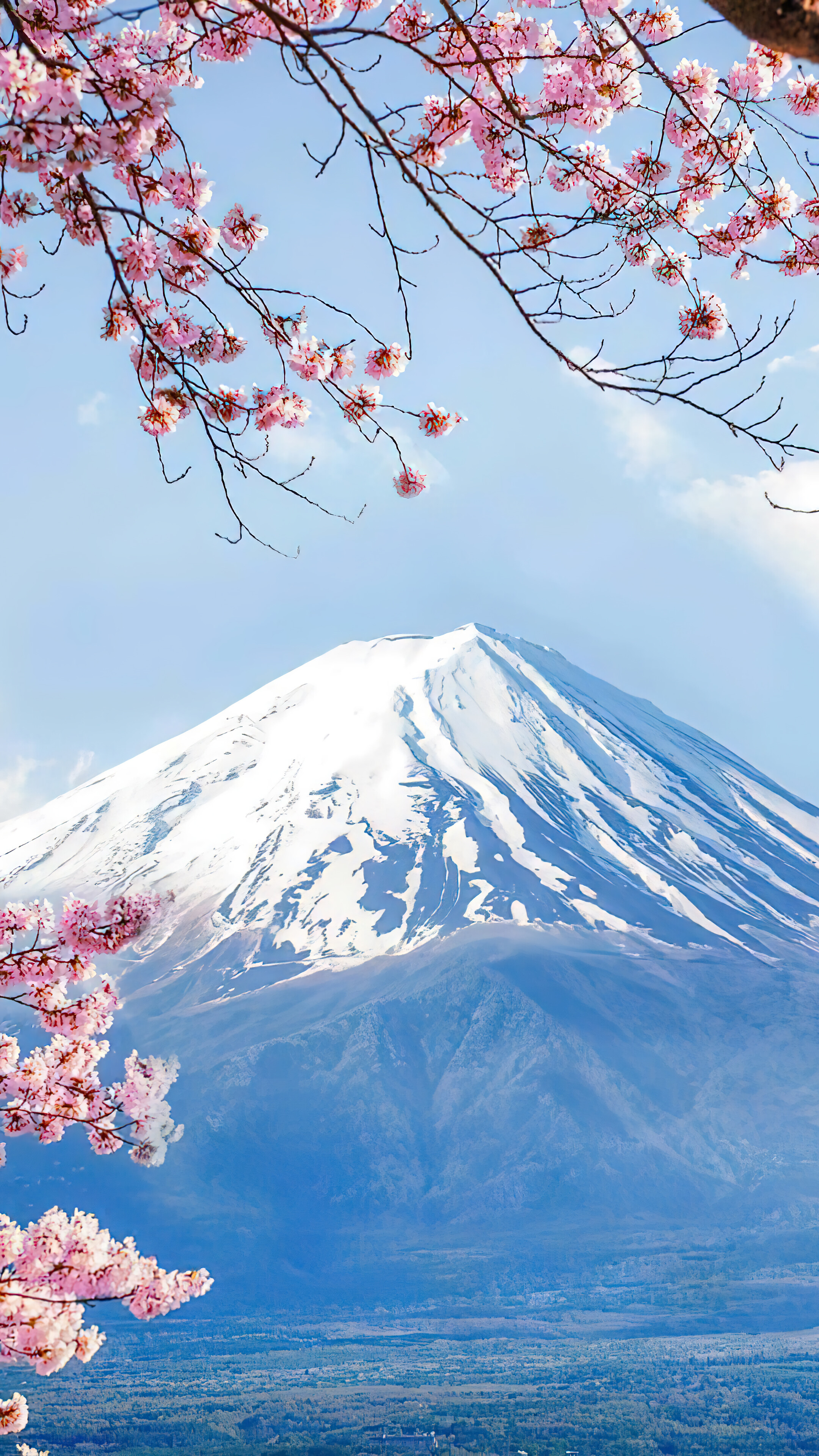 Mount Fuji Cherry Blossom Scenery Volcano HD 4k Wallpaper