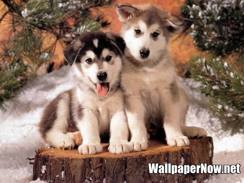 Adorable Baby Siberian Huskies Wallpaper