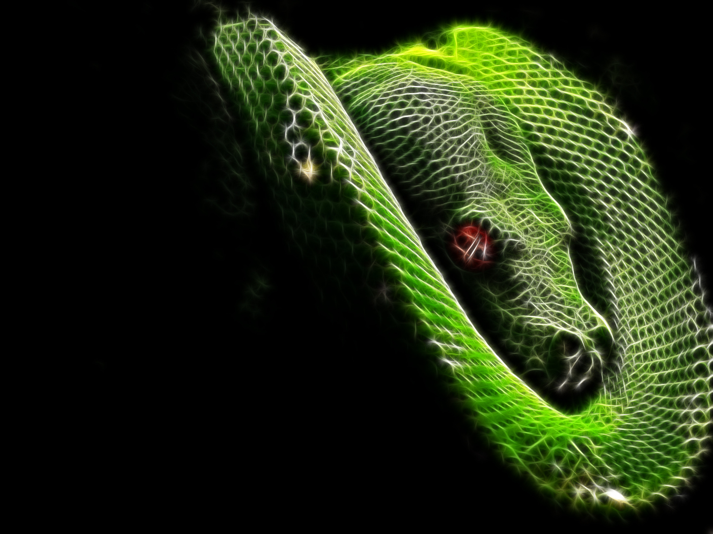 Snake Background HD Wallpaper Pulse
