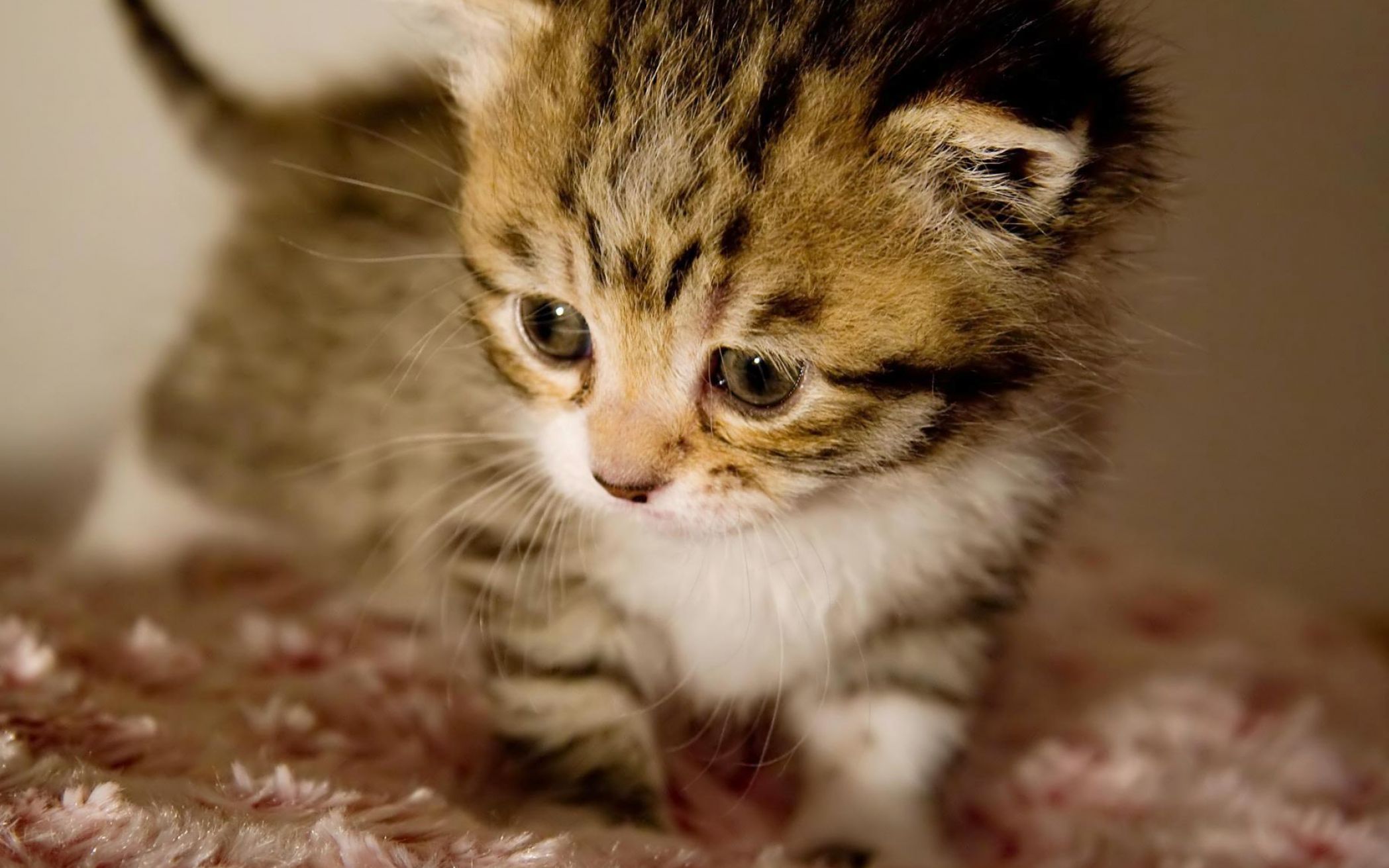 Cute Baby Kittens Wallpaper