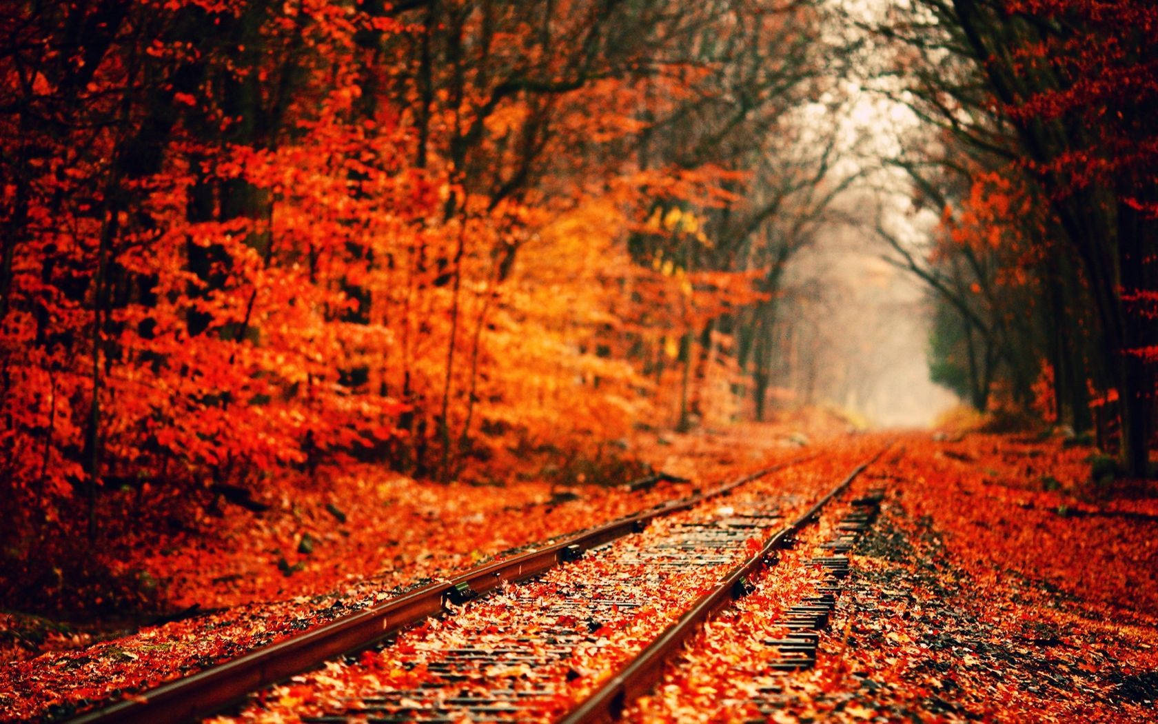 Train tracks winding through a vibrant autumn forest, covered in fallen red and orange leaves