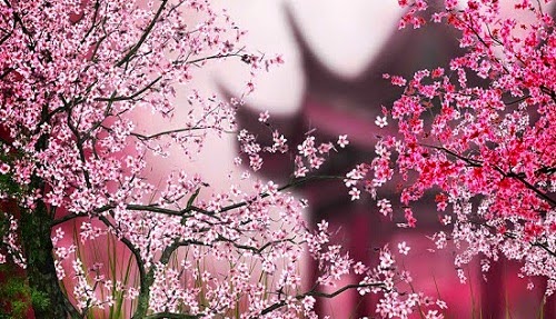 Cherry Blossom Live Wallpaper Android App