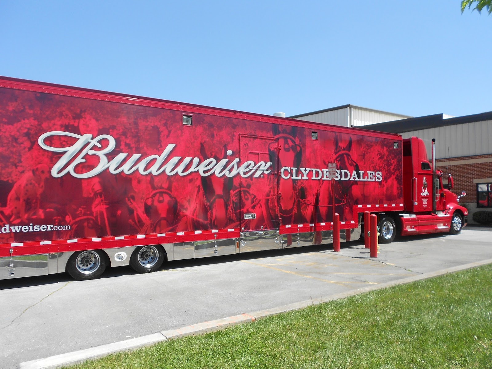 Budweiser Clydesdale Horses Wallpaper The Clydesdales