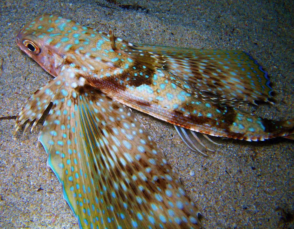 Marine Life In Gozo Wallpaper