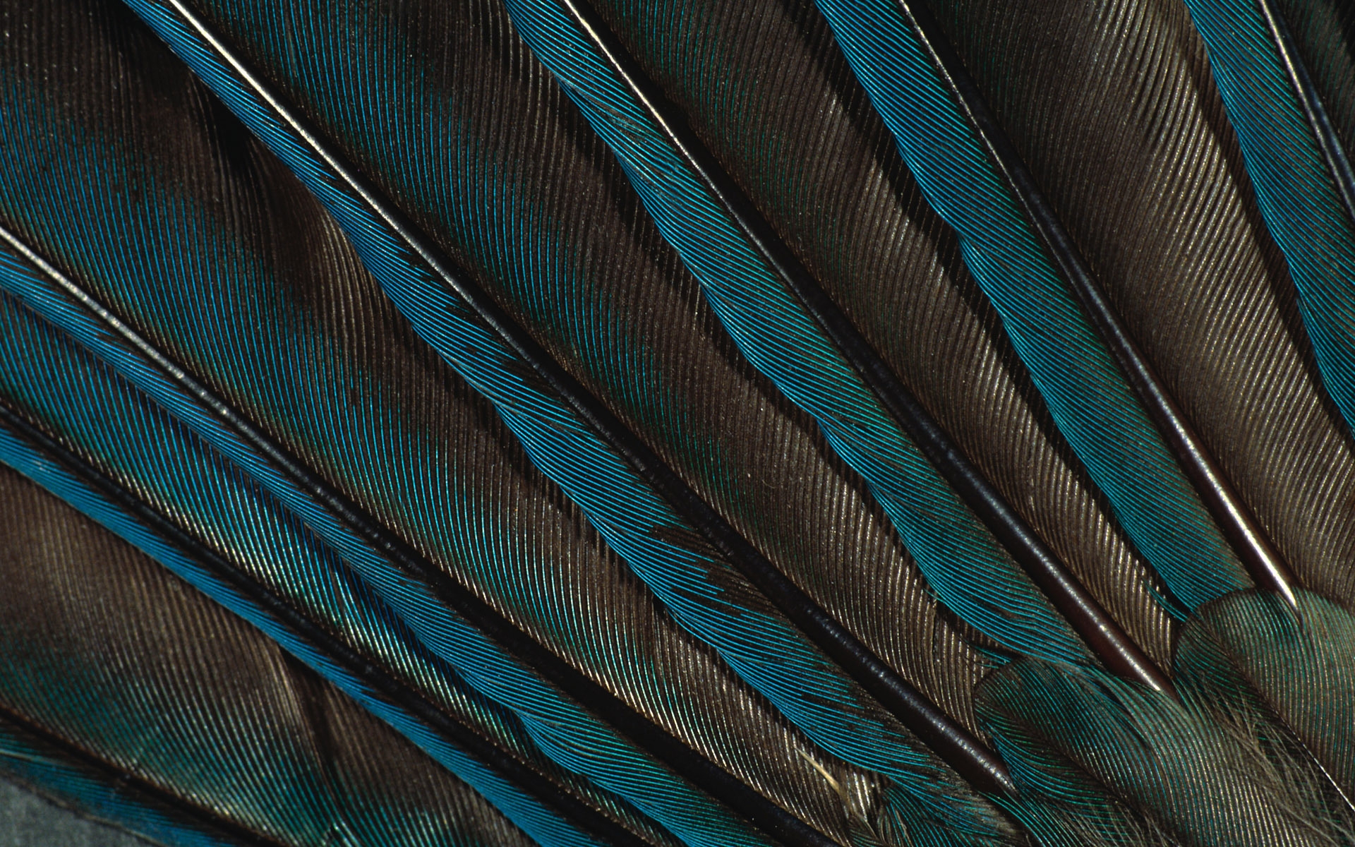 Wallpaper Feathers Peacock Background Dark HD