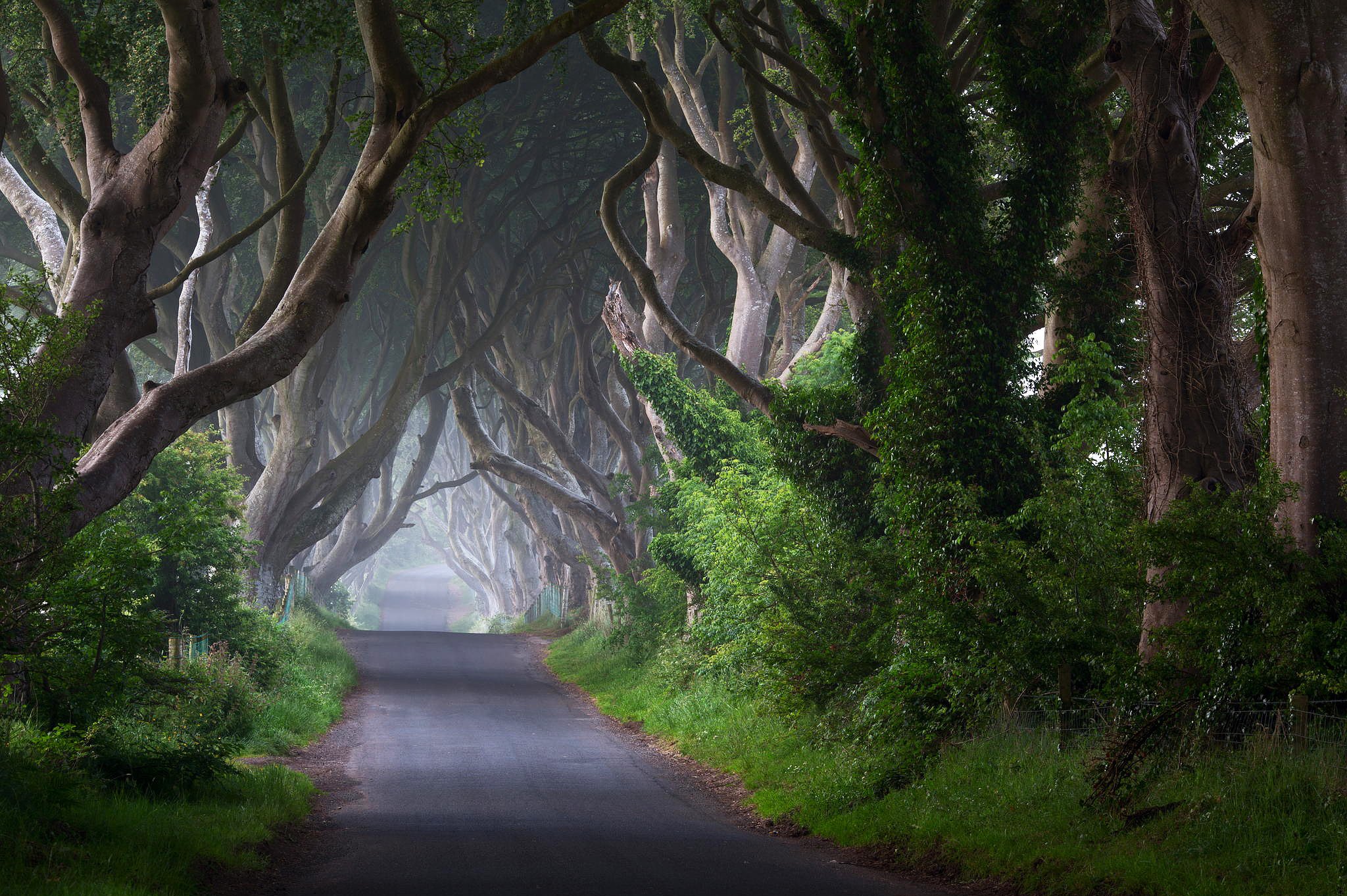 Ireland Road Trees Trunks Mist Morning Nature Wallpaper