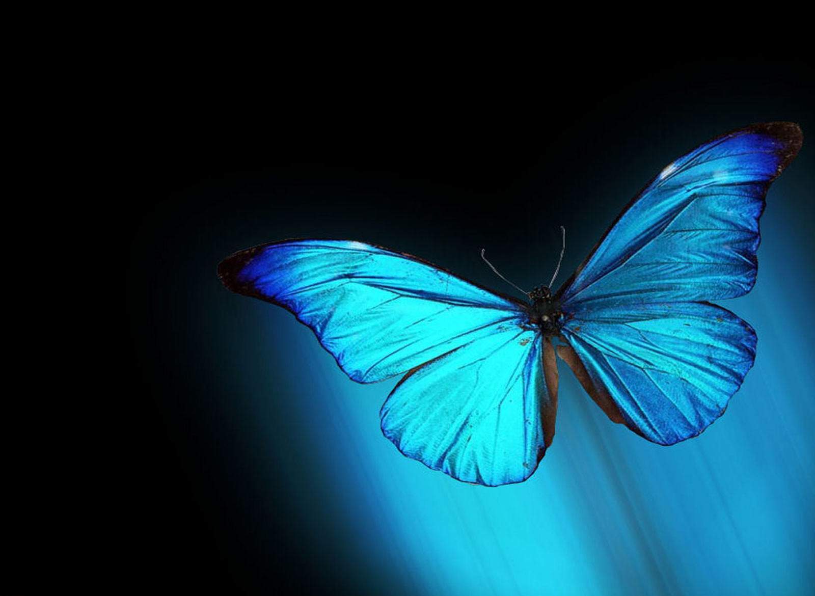 Live Wallpaper For Desktop Group