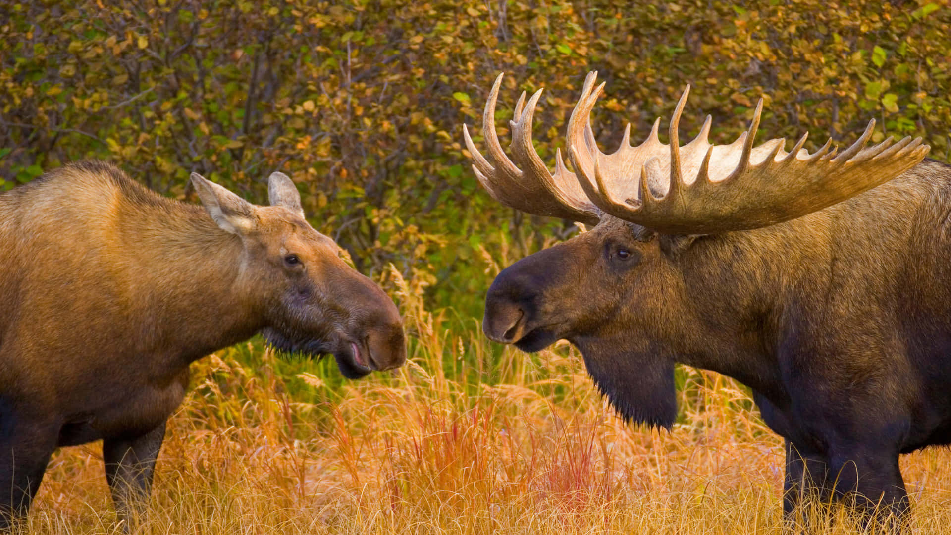 Moose Wallpaper