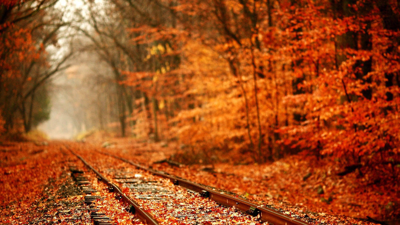 Railroad Tracks Thru The Forest Wallpaper
