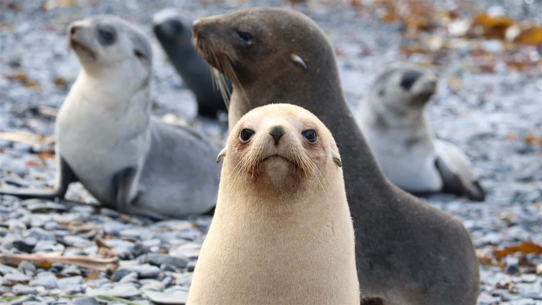 Southern Fur Seals Gathering Wallpaper