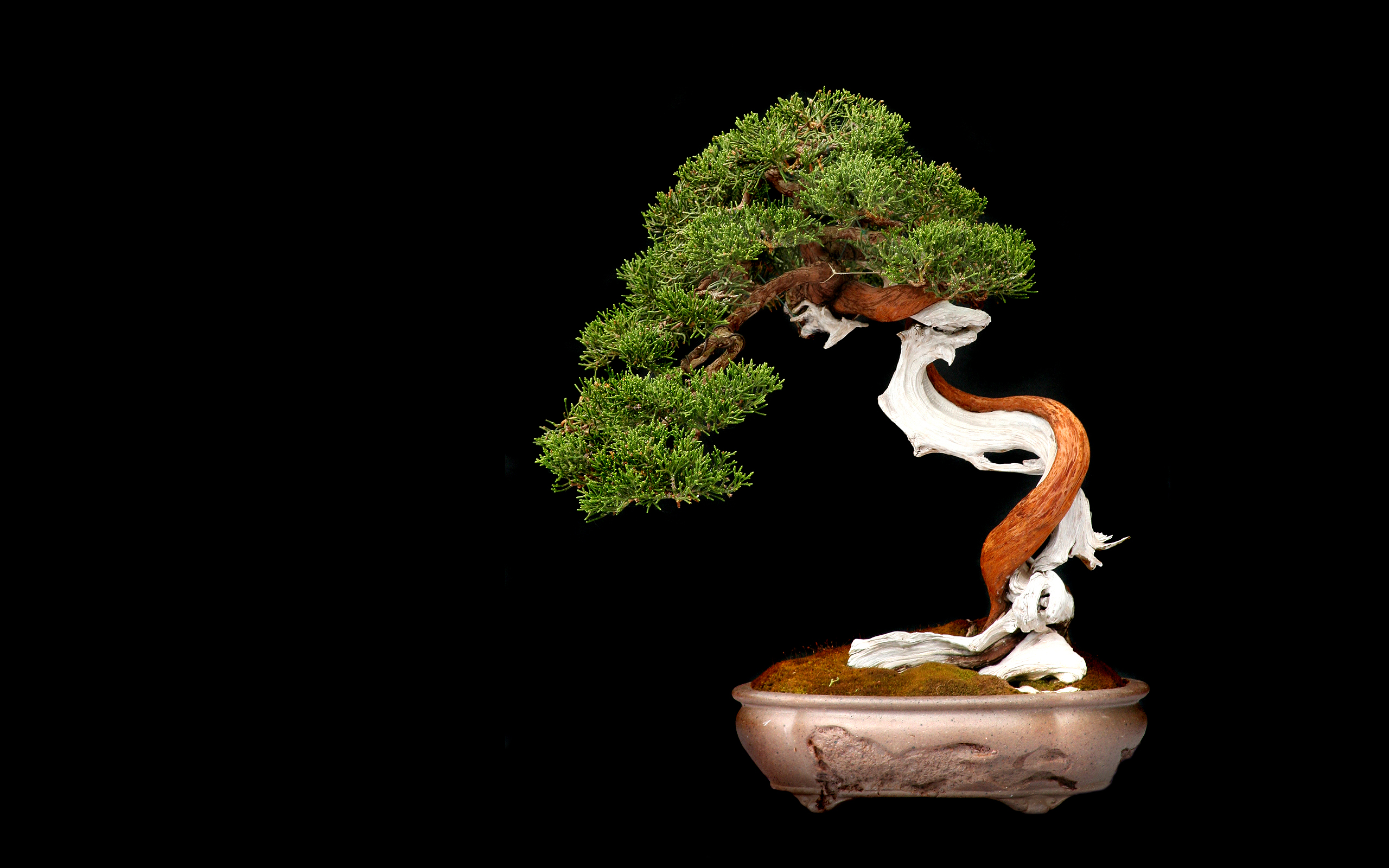 640x1136 Bonsai Iphone 5 wallpaper