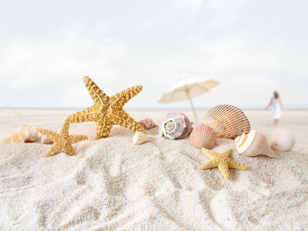 Sand Starfish Seashells Depth Of Field Umbrellas Wallpaper