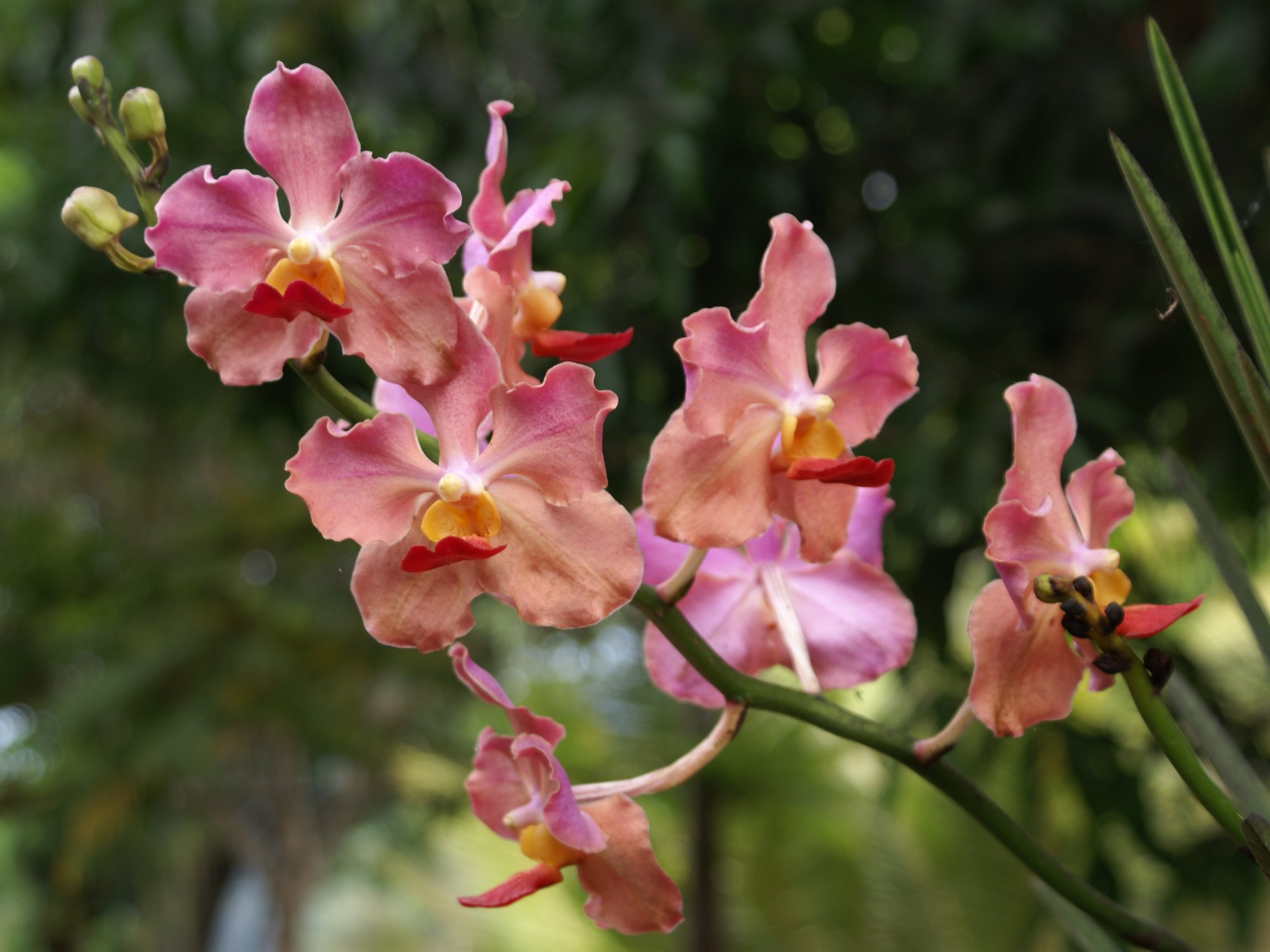 Pin Beautiful Orchids Wallpaper