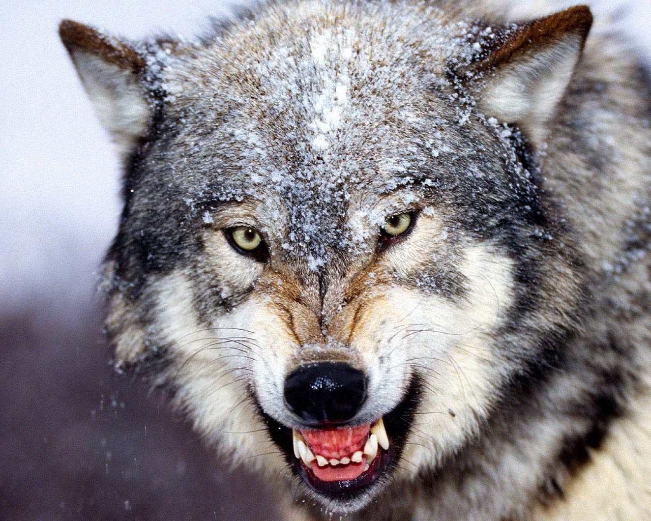 Wolf Wallpaper And Background Animals Town