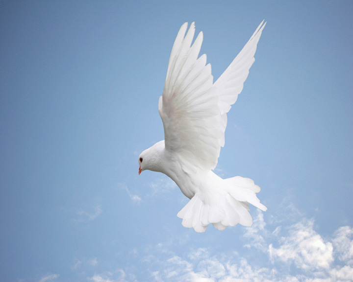 Holy Spirit Dove Flying In The Sky Picture