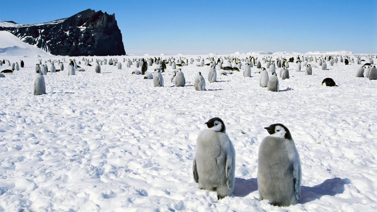 Penguins Desktop Wallpaper 1080p