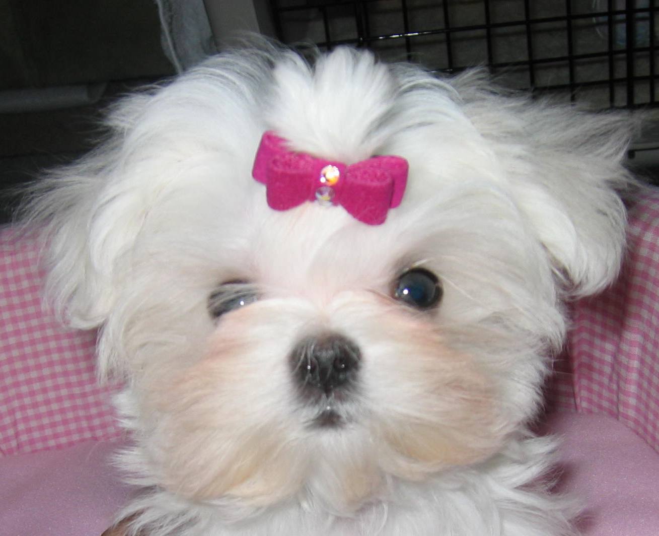 Maltese Dog Girl Photo And Wallpaper