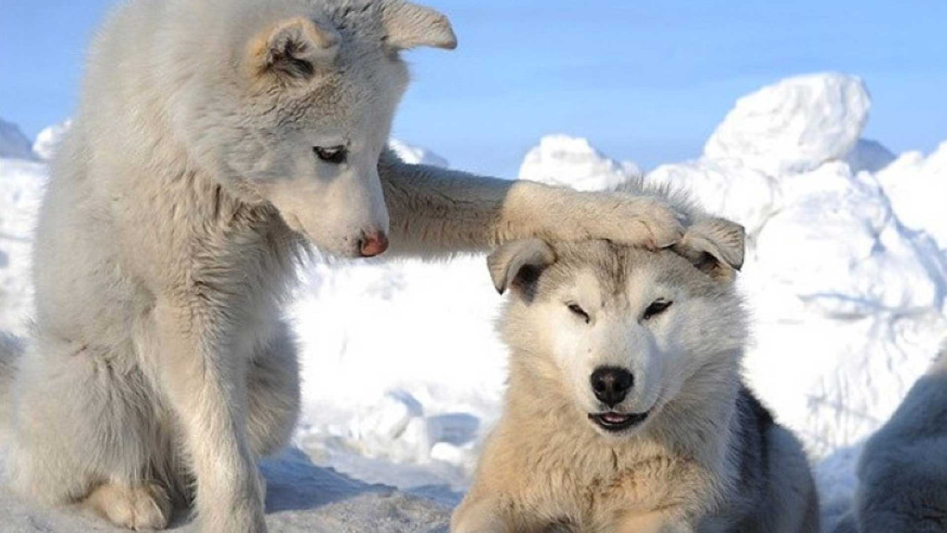 Siberian Huskies Image HD Wallpaper And