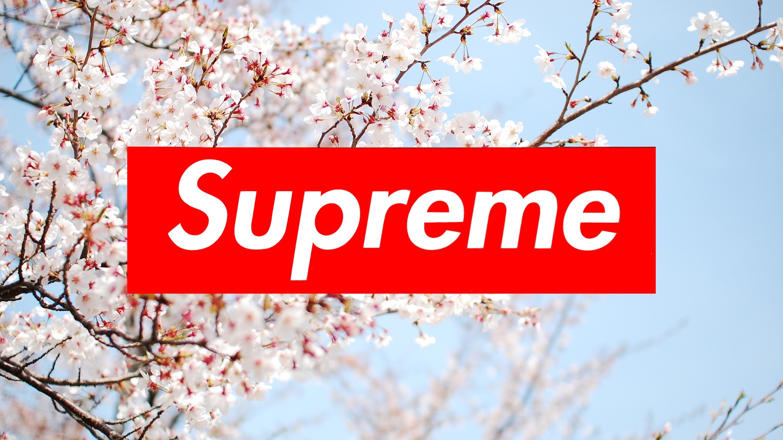 Free download Supreme Wallpapers on WallpaperPlay [2560x1440] for your
