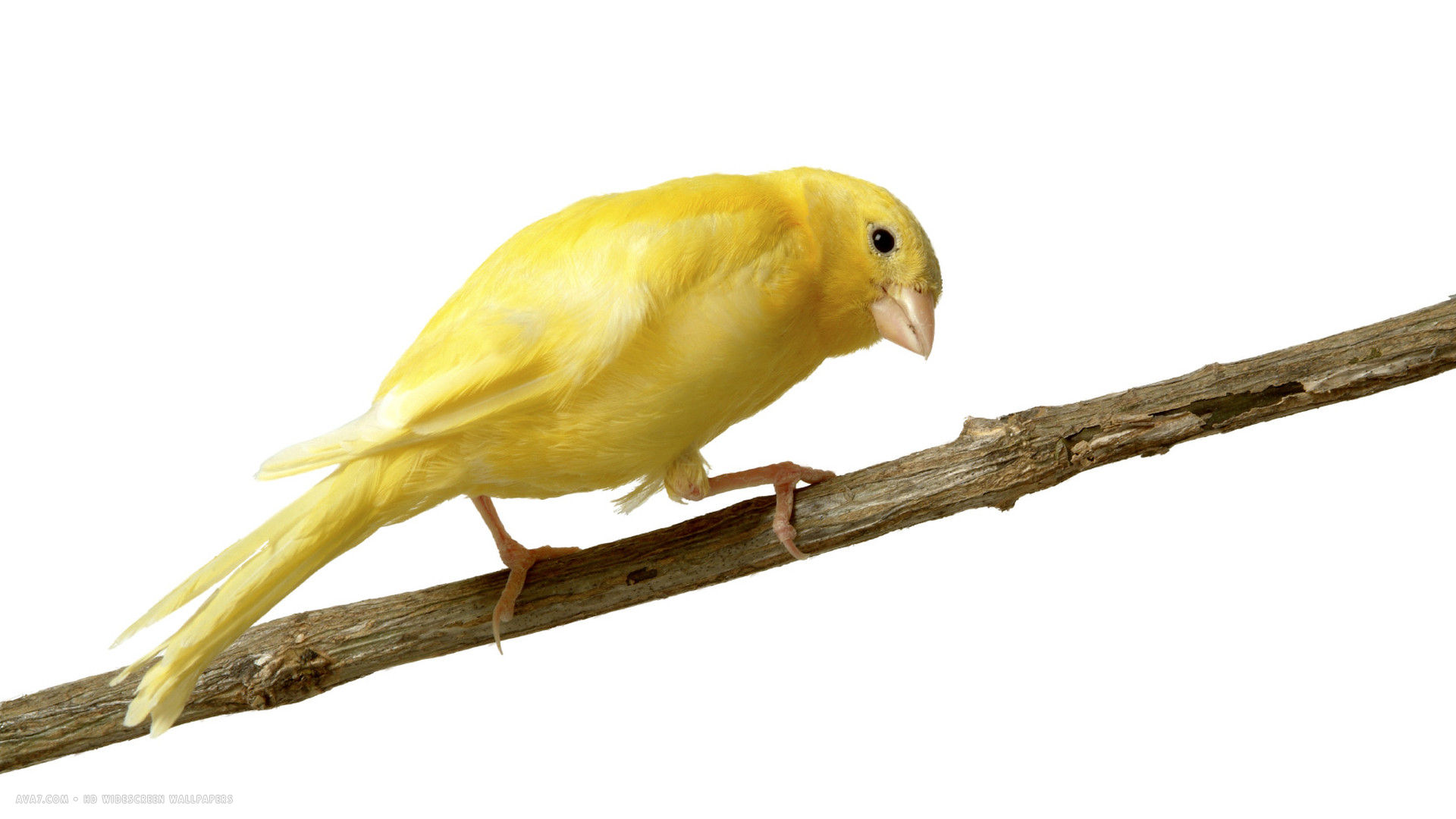 Canary Branch Bird HD Widescreen Wallpaper Birds Background