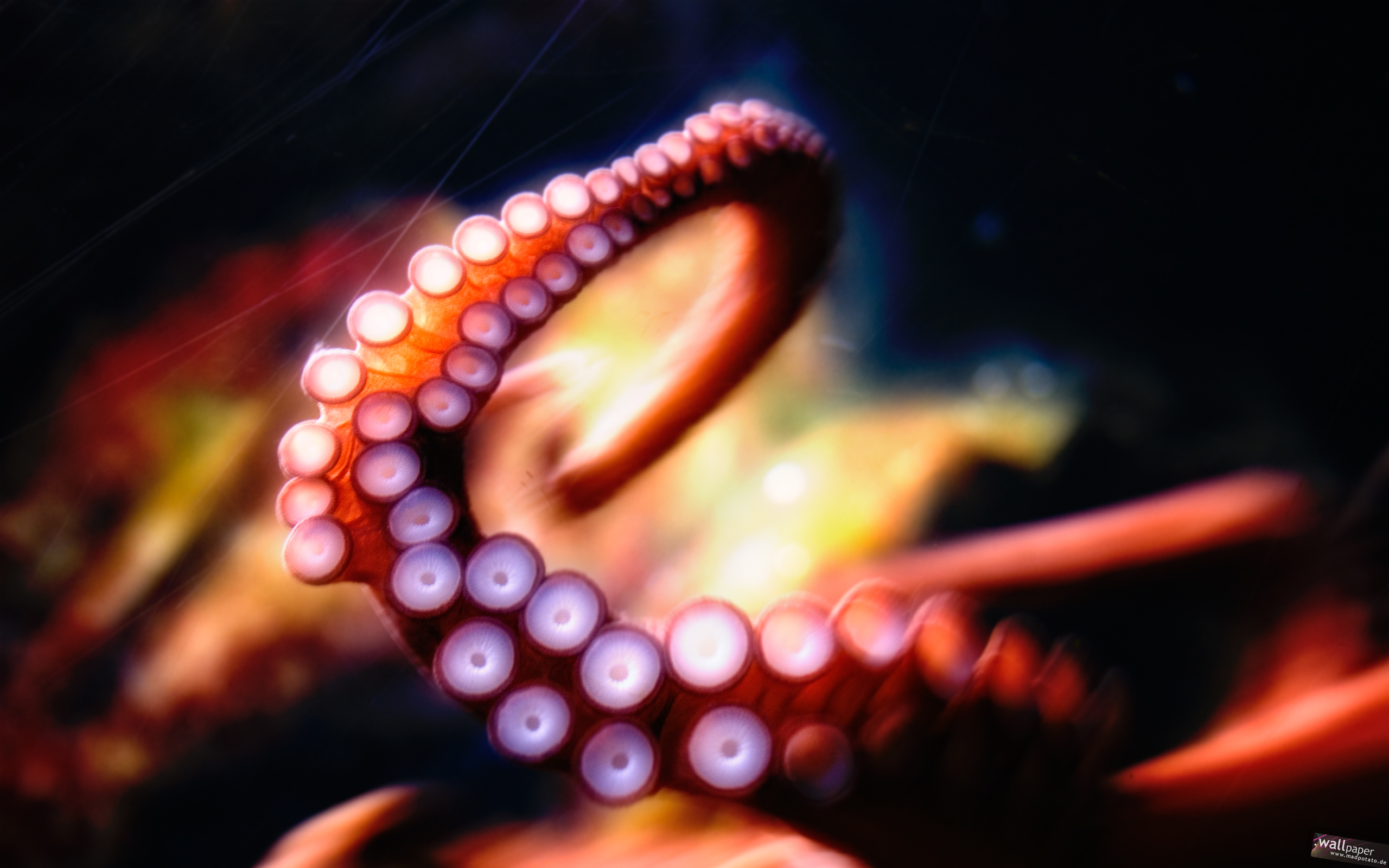 Octopus Wallpaper HD