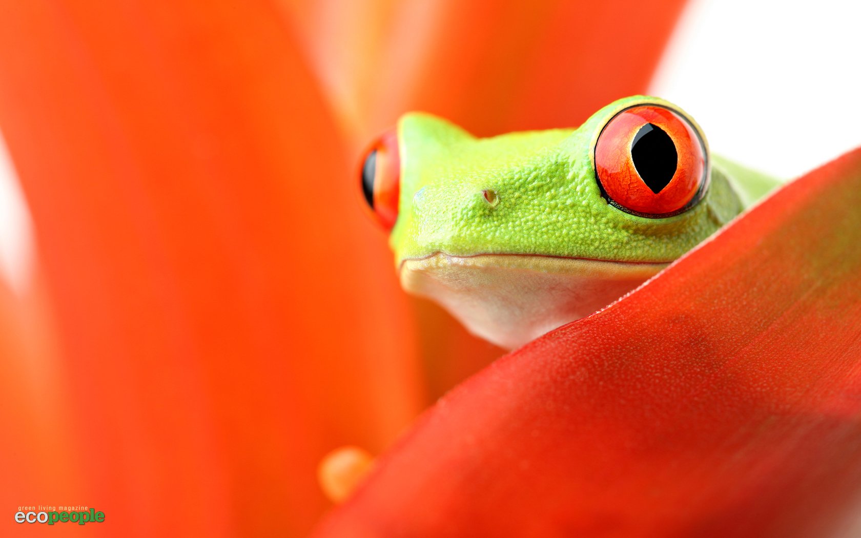 Orange frogs Red Eyed Tree Frog amphibians wallpaper