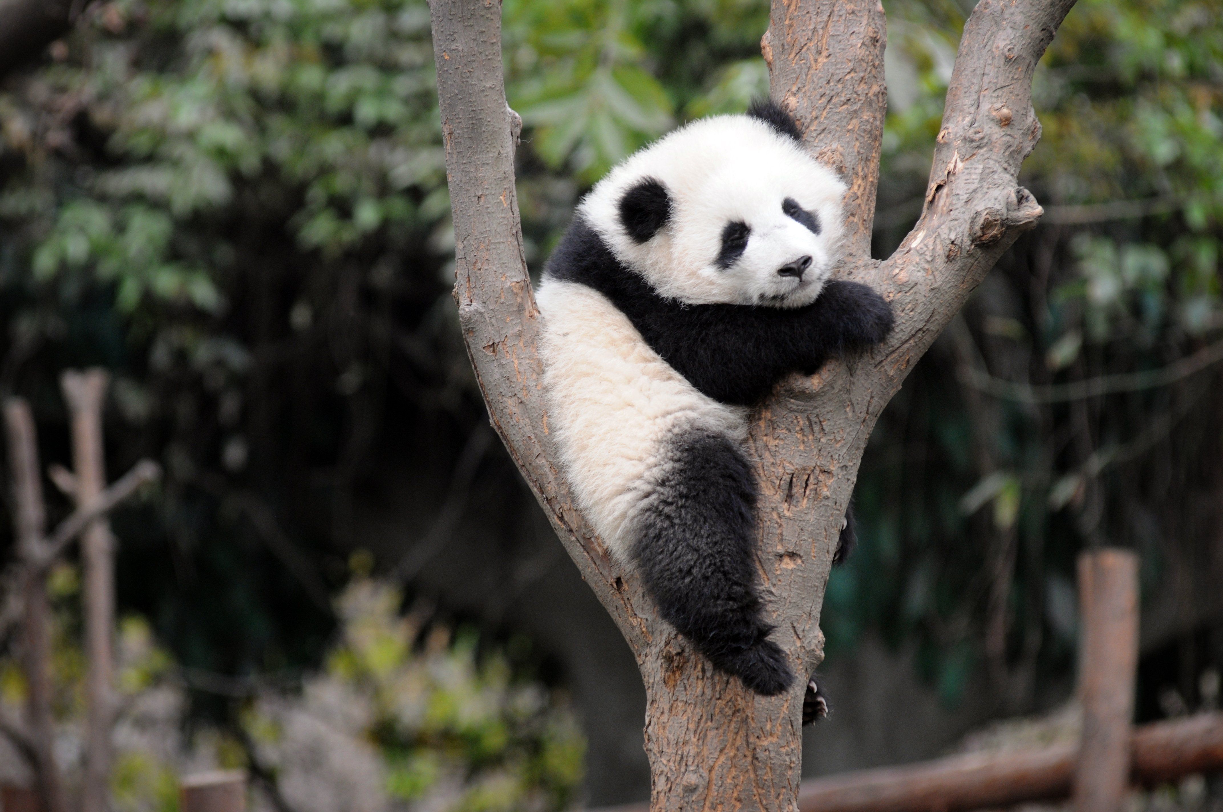 A cute baby panda relaxing in a tree