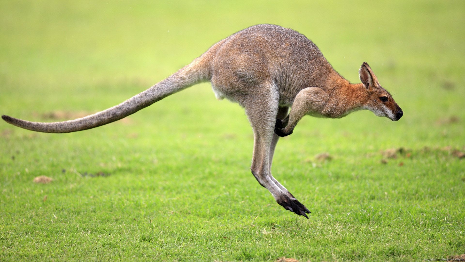 Best Photos Kangaroo HD Widescreen Wallpaper Australia