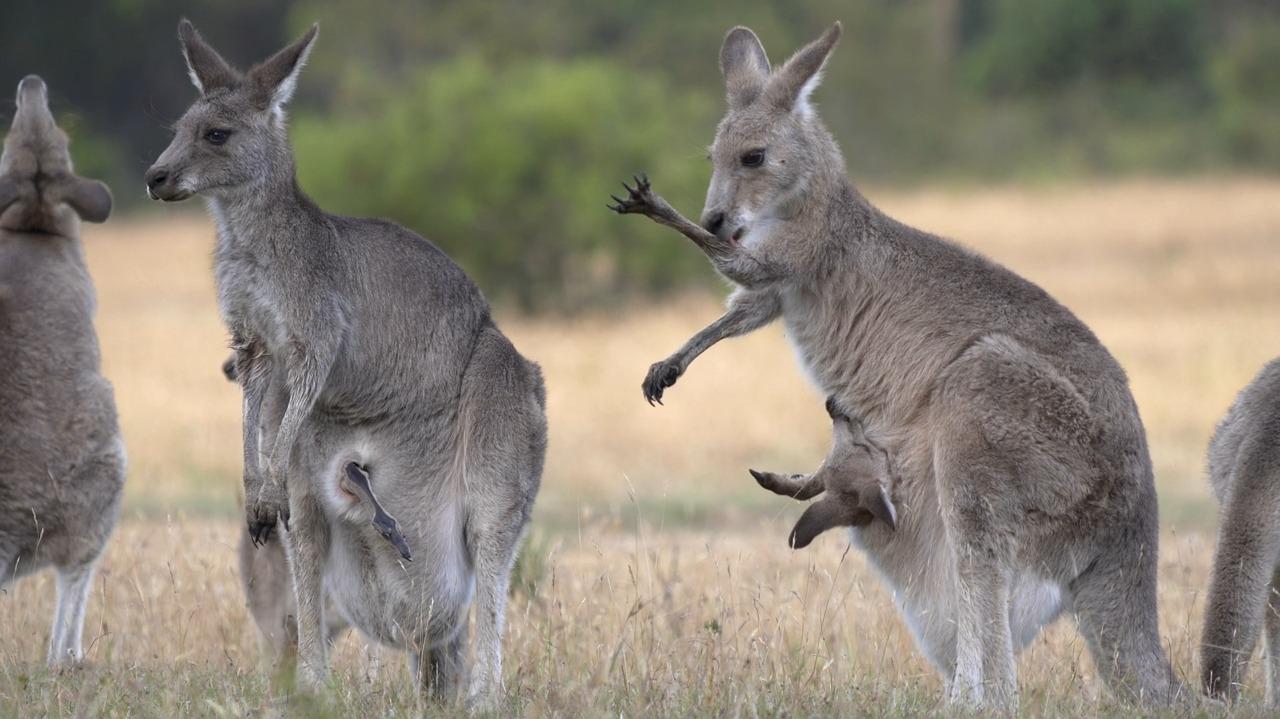 Kangaroo licks its arms to cool down wildlife kangaroo